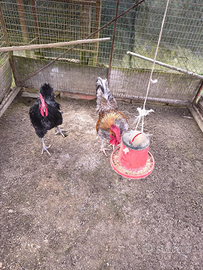 Galli Oliver e australorp