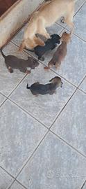 Cuccioli di pincher