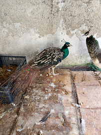 Coppia di pavoni nigripennis