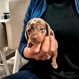 Bassotto tedesco nana arlecchina cioccolat