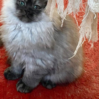 Cucciolo di persiani normotipici MASCHI