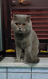 Scottish fold per accoppiamento 