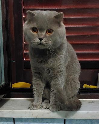 Scottish fold per accoppiamento 
