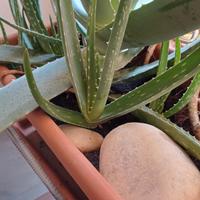 pianta grassa aloe