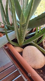 pianta grassa aloe