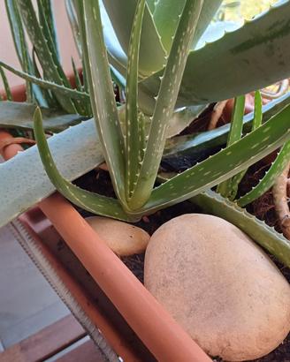 pianta grassa aloe