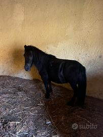Pony Femmina