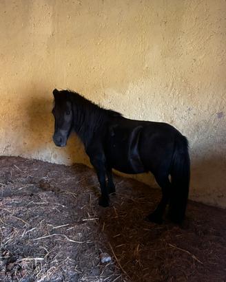 Pony Femmina