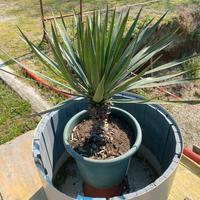 Yucca rostrata pianta in vaso
