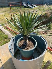 Yucca rostrata pianta in vaso
