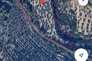 Gargano, uliveto secolare