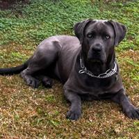 Affido cane corso femmina