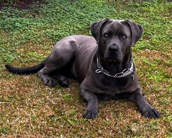 Affido cane corso femmina