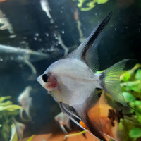 Scalare Grigio 5-6 cm