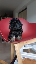 Cucciolo di barboncino toy