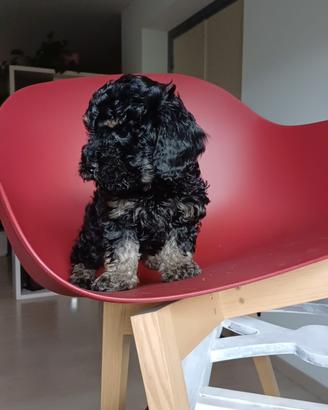 Cucciolo di barboncino toy