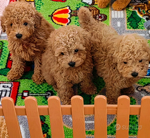 Barboncino con pedigree