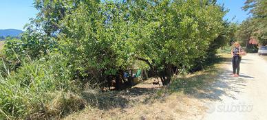 Terreno agricolo