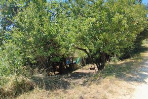 Terreno agricolo