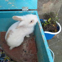 Conigli nani testa di leone