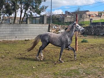 Cavallo