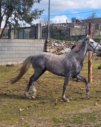 Cavallo