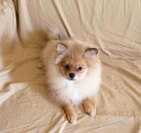 Cucciola Volpino ( Spitz tedesco)