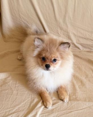 Cucciola Volpino ( Spitz tedesco)