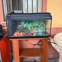 Acquario
