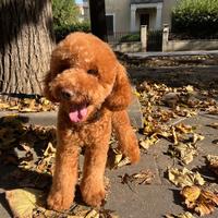 Barboncino nano red MONTA