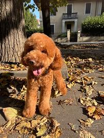 Barboncino nano red MONTA