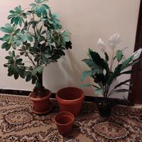 PIANTE SINTETICHE IN VASO 