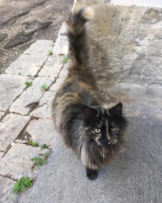 Dolcissimi gattini