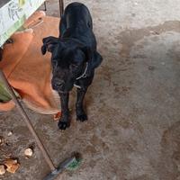 Cane corso femmina