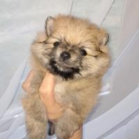 Cucciolo spitz tedesco