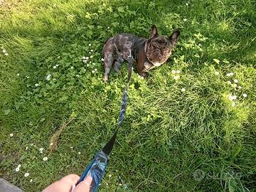 Bulldog francese esotico merle