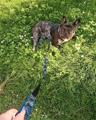 Bulldog francese esotico merle