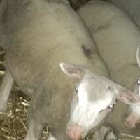 Maschio berrischon in purezza