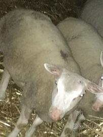 Maschio berrischon in purezza