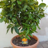 Pianta di arancio sanguinello