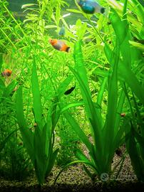 Vallisneria gigante