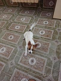 Pinscher