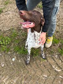 bracco tedesco 