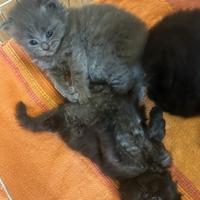 Gatto Siberiano Ipoallergenico