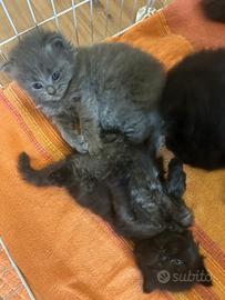 Gatto Siberiano Ipoallergenico