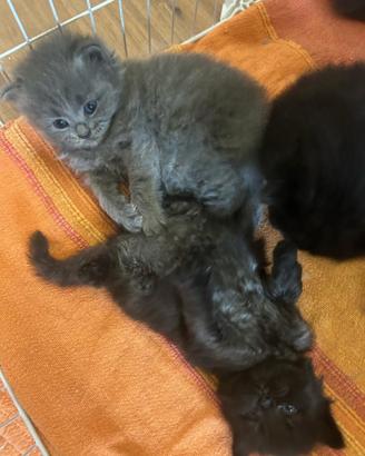 Gatto Siberiano Ipoallergenico