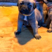 Kangal cuccioli disponibili - privato