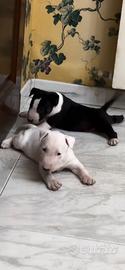 Cucciole bull terrier