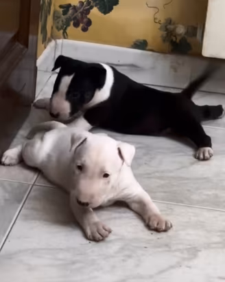 Cucciole bull terrier