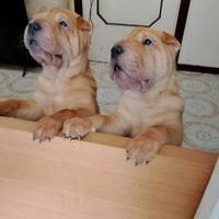 Cuccioli Shar pei